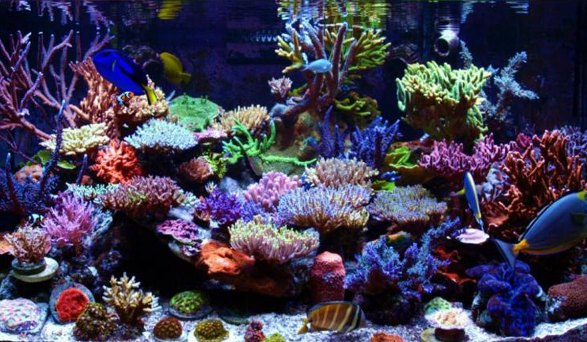 LPS Corals